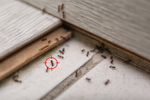 Best Wasp Removal Services  in Mount Hermon, CA
