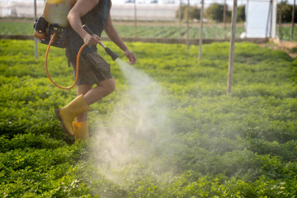 Best Ant Control Services  in Mount Hermon, CA