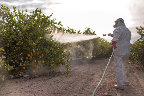 Best Spider Control Near Me  in Mount Hermon, CA